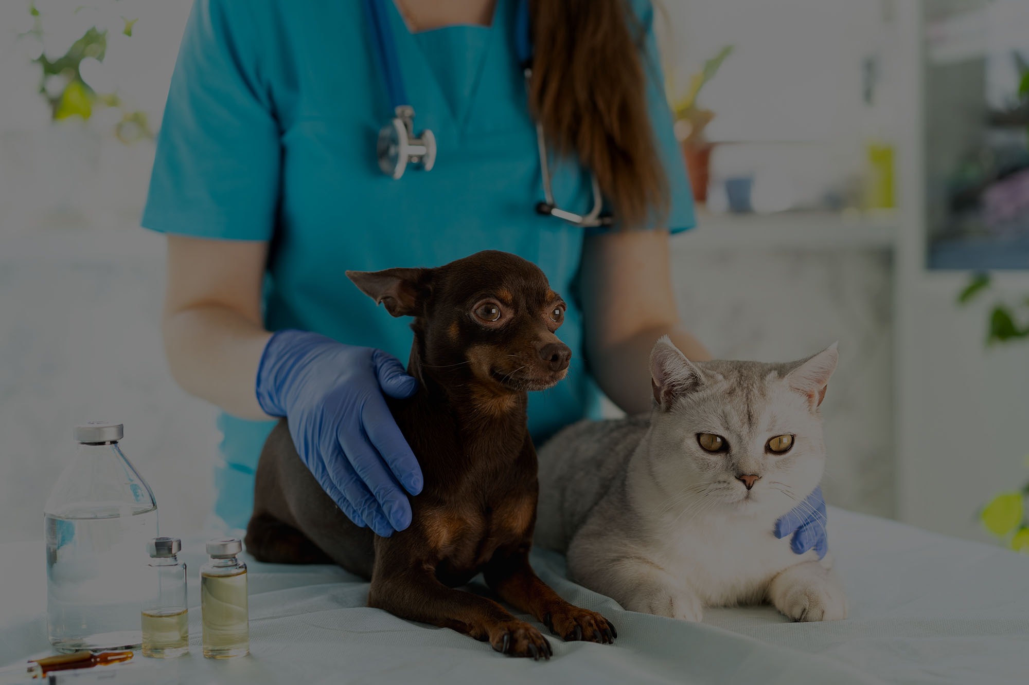 Vet examining dog and cat. Puppy and kitten at veterinarian doctor. Pet check up and vaccination. Animal clinic.